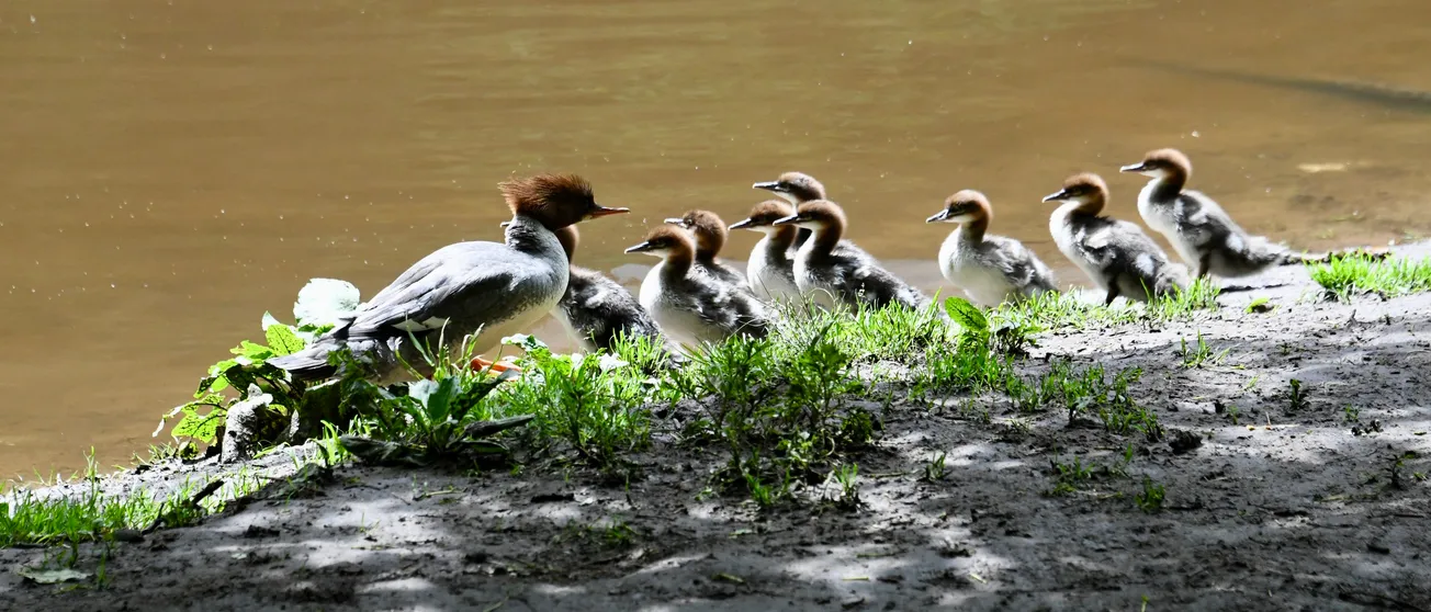 A goosander duck mother is on the left watching her eight babies on the right. They are next to a river.